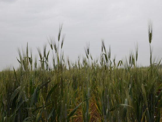 Campo di Grano, foto CREA