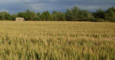 Campo di grano, foto Nick46 commons wikipedia3.0