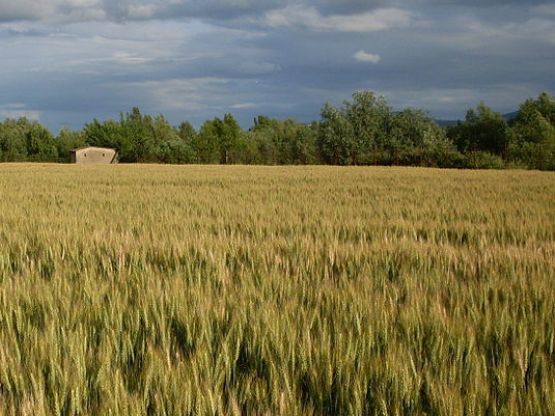 Campo di grano, foto Nick46 commons wikipedia 3.0, CC-BY-SA