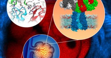 Immagine al microscopio confocale multifotone di una ghiandola sebacea