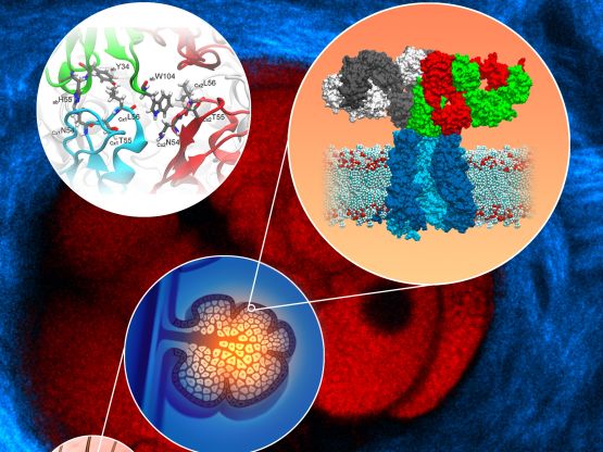 Immagine al microscopio confocale multifotone di una ghiandola sebacea