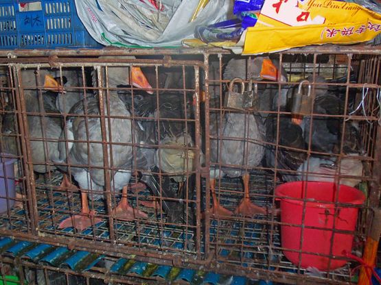 Gabbia animali in un wet market foto Daniel Case