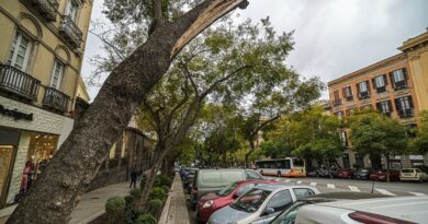 Alberi, Largo Carlo Felice