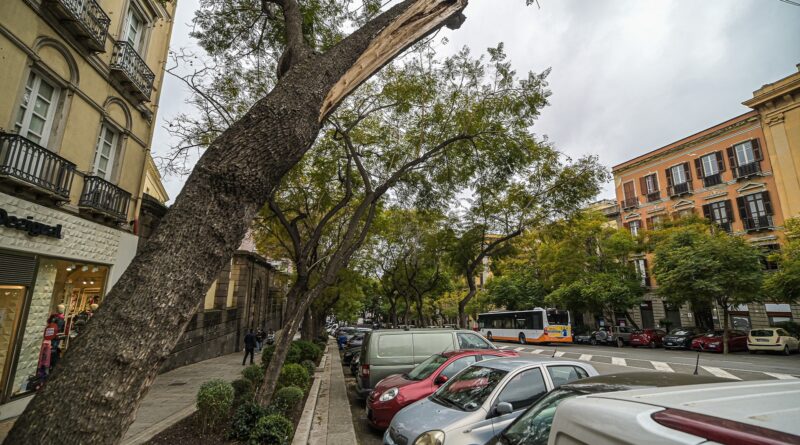 Alberi, Largo Carlo Felice