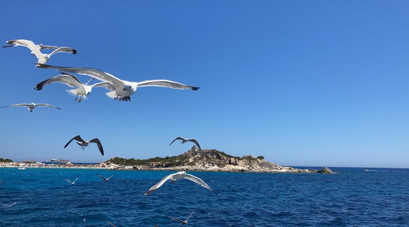 Mare, foto Sara Djurdjevic