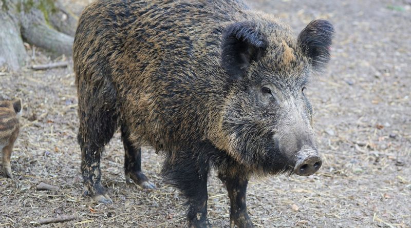 Cinghiale, foto Webandi