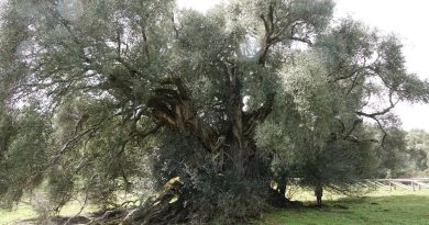 Olivastro , albero Luras