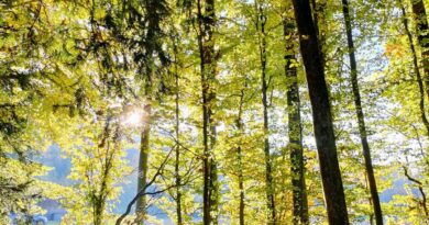 Foresta, foto Gina Marano