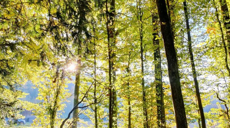 Foresta, foto Gina Marano