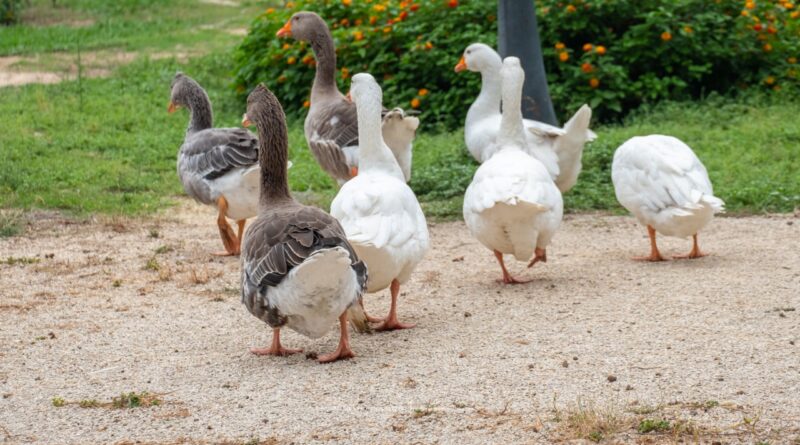 Gli animali di Monte Urpinu