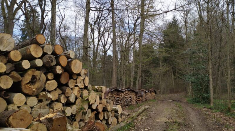 Foresta, foto Gina Marano