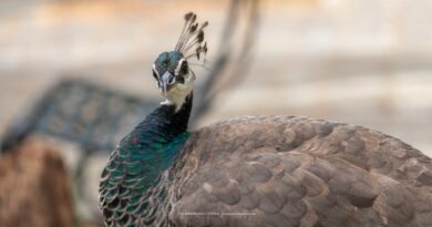 Gli animali di Monte Urpinu