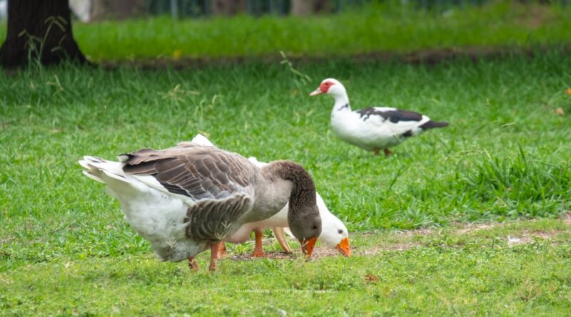 Gli animali di Monte Urpinu