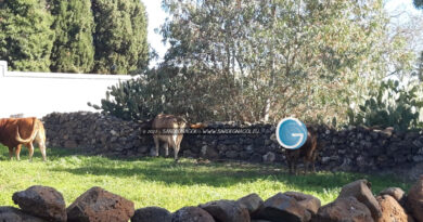 Agricoltura, foto Sardegnagol riproduzione riservata