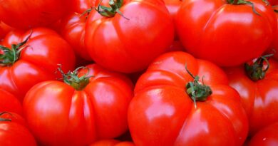 Pomodoro, foto LoggaWiggler from Pixabay