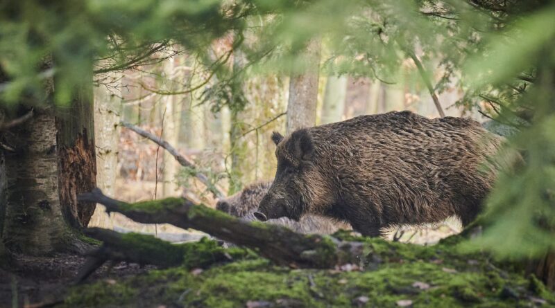 cinghiale, foto Asl Ogliastra