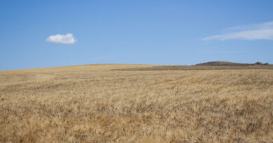 Campo di Grano Filera Ercole Punto Zero