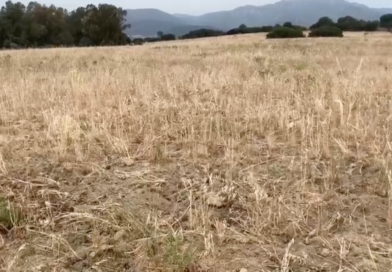 Agricoltura, foto Coldiretti